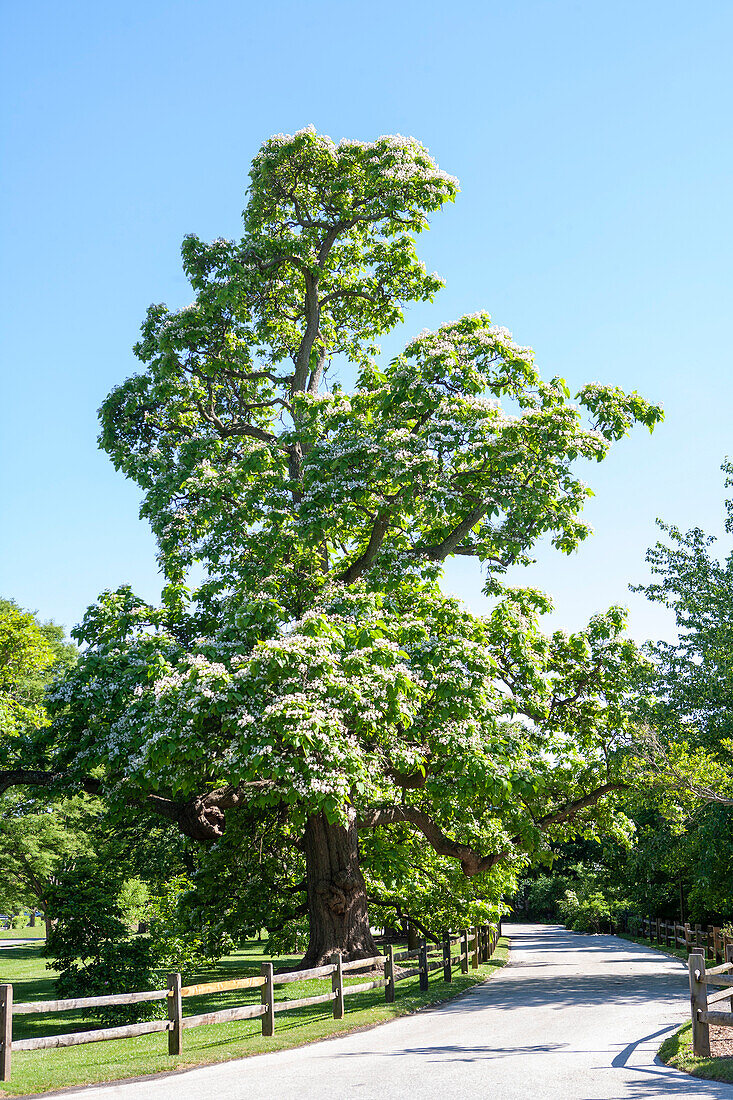 Malerische Campus-Landschaft, Swarthmore College, Swarthmore, Pennsylvania, USA