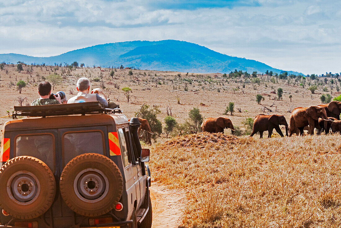 Tourists in the bush, Elephnats (Loxodonta africana), Lualenyi Ranch, Taita-Taveta County, Kenya, East Africa, Africa