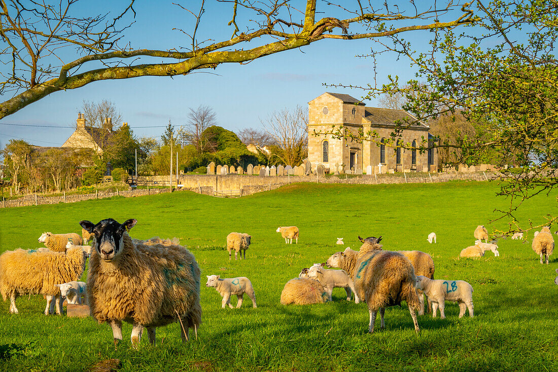 View of sheep and spring lambs in Elmton Village, Bolsover, Chesterfield, Derbyshire, England, United Kingdom, Europe