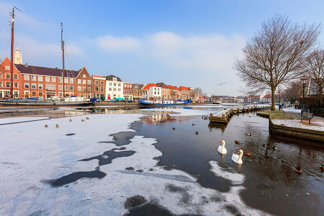 Weiße Schwäne im gefrorenen Wasser des Flusskanals Spaarne, Haarlem, Amsterdam, Nordholland, Niederlande, Europa