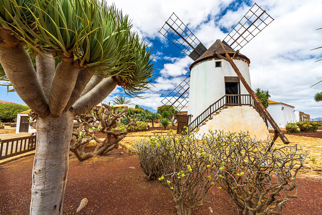 Steinerne Windmühle und Sukkulenten im Cactus Garden der Altstadt von Antigua, Fuerteventura, Kanarische Inseln, Spanien, Atlantik, Europa