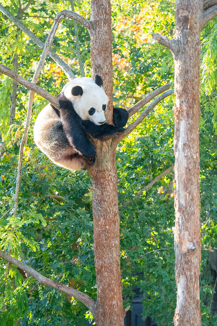 Bei Bei klettert der Große Panda auf einen Baum in seinem Gehege im Smithsonian National Zoo in Washington DC, Vereinigte Staaten von Amerika, Nordamerika