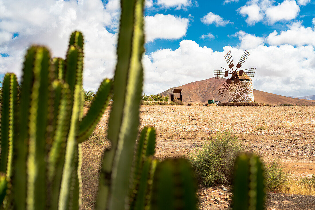 Traditionelle Windmühle aus Stein, umrahmt von Kakteen, Tefia, Fuerteventura, Kanarische Inseln, Spanien, Atlantik, Europa