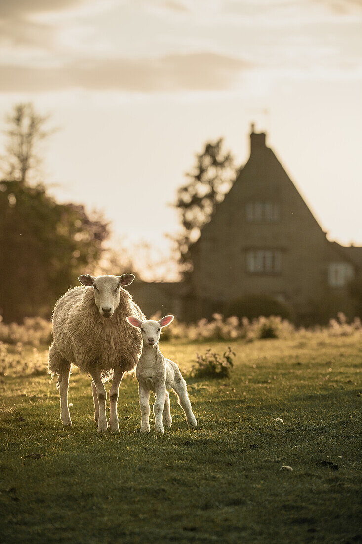 Young lamb and mother with the farmhouse in the background in Oxfordshire, England, United Kingdom, Europe