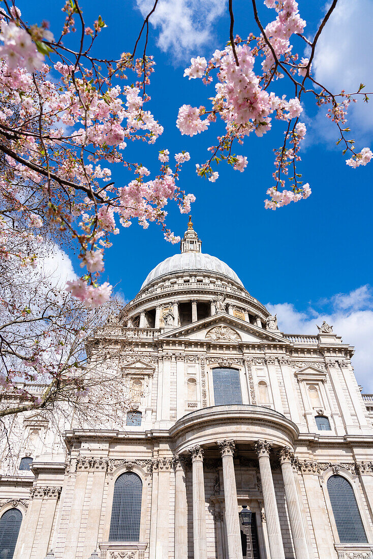 St. Paul's Cathedral with cherry blossom in springtime, London, England, United Kingdom, Europe
