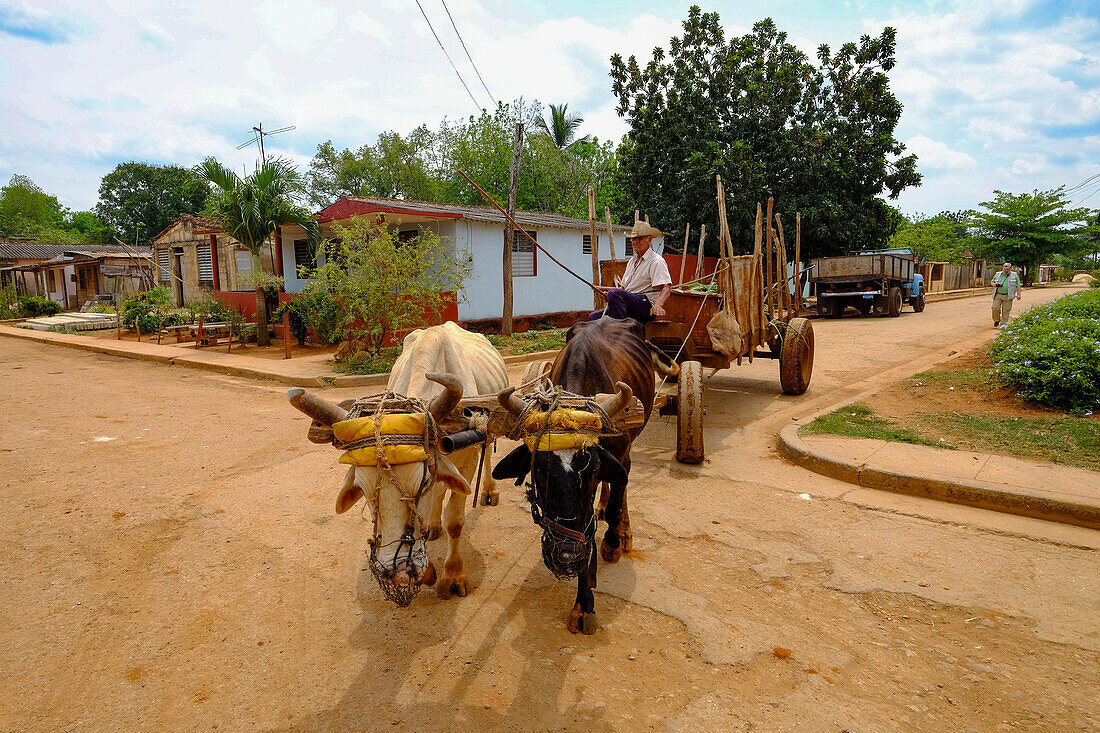 A farmer drives a carriage pulled by two animals, Australia, Matanzas, Cuba, West Indies, Central America