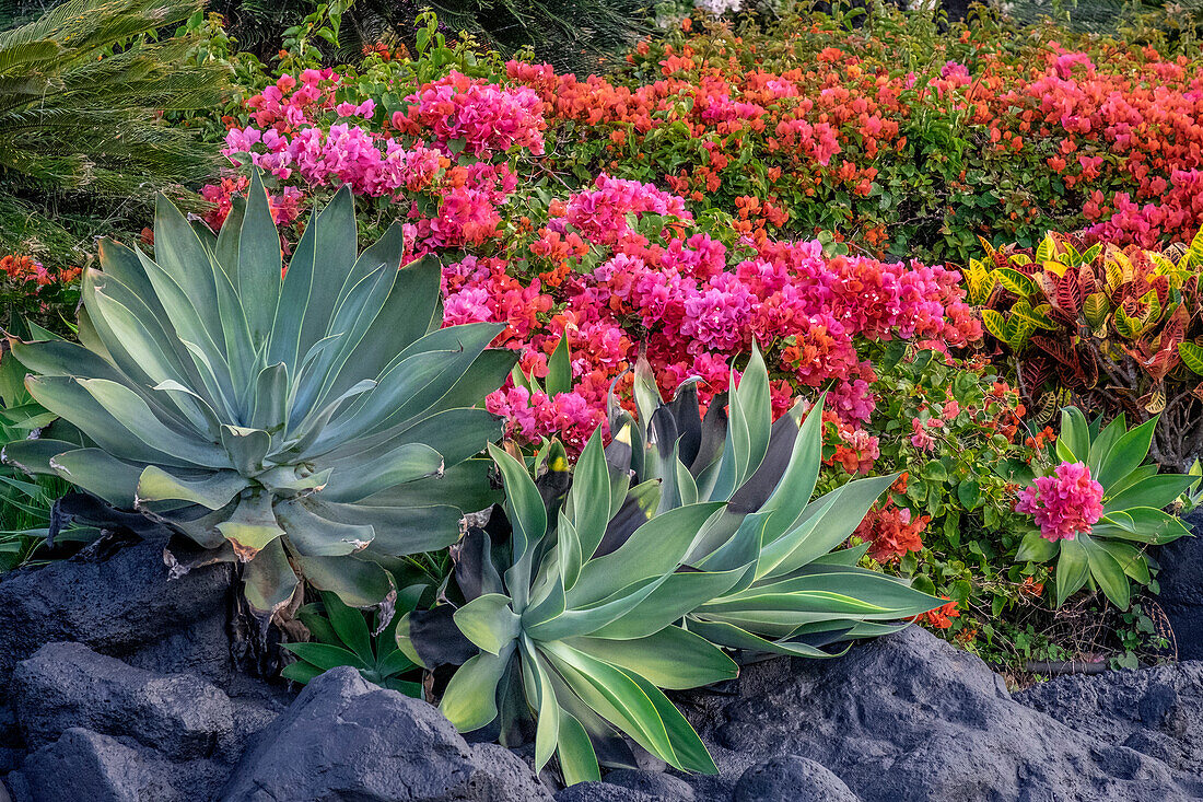 Bougainvillea im tropischen Garten