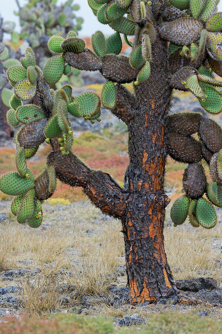 Carpet weed along with Opuntia prickly pear cactus, South Plaza Island, Galapagos Islands, Ecuador.