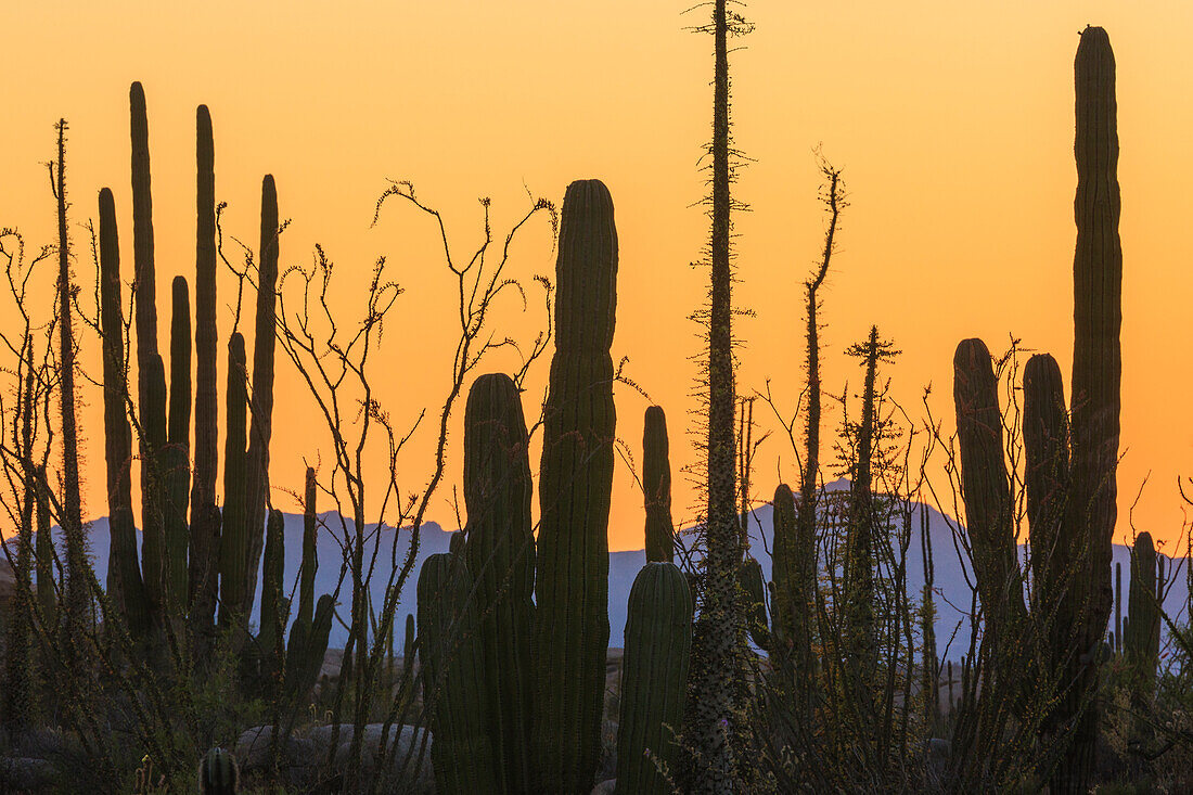 Catavina-Wüste, Baja California, Mexiko