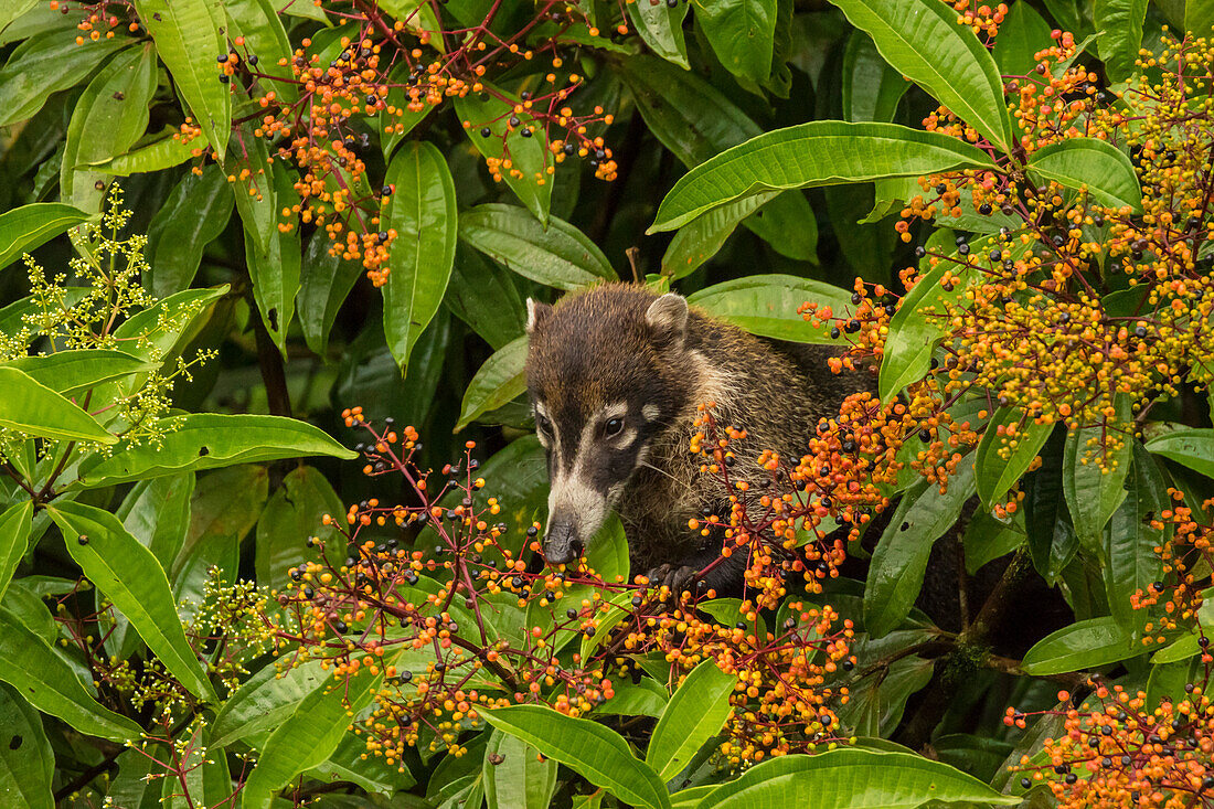 Mittelamerika, Costa Rica, Arenal. Coatimundi frisst Beeren