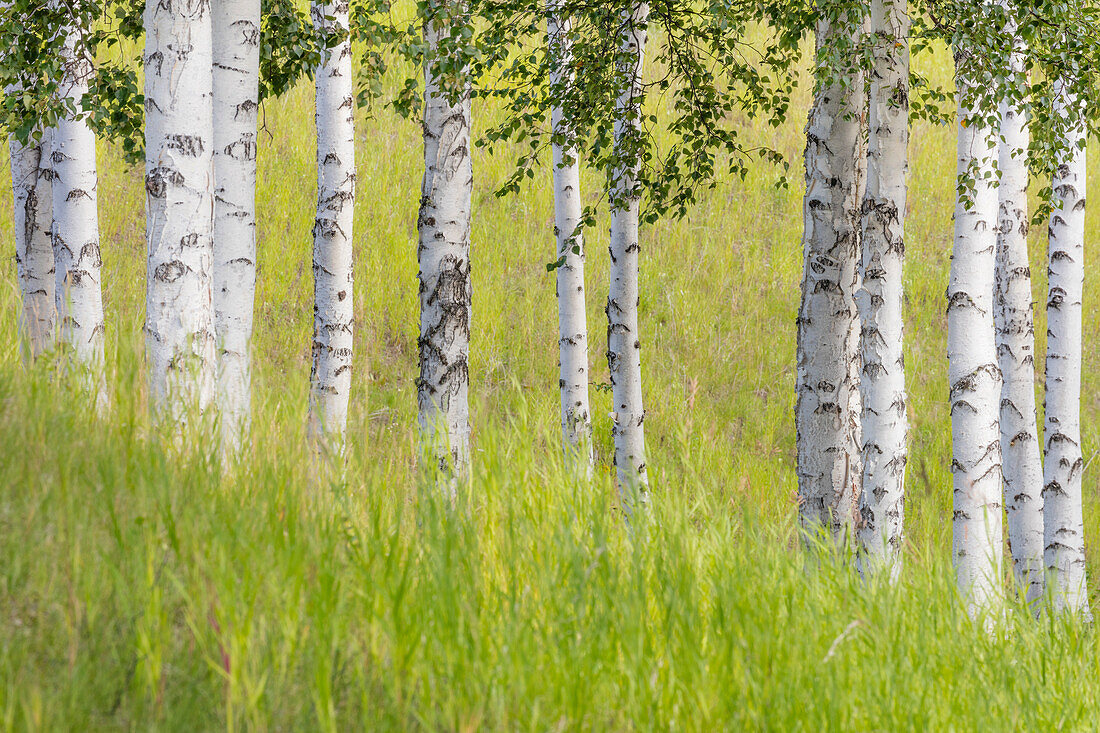 USA, Alaska. Paper birch trees and grass
