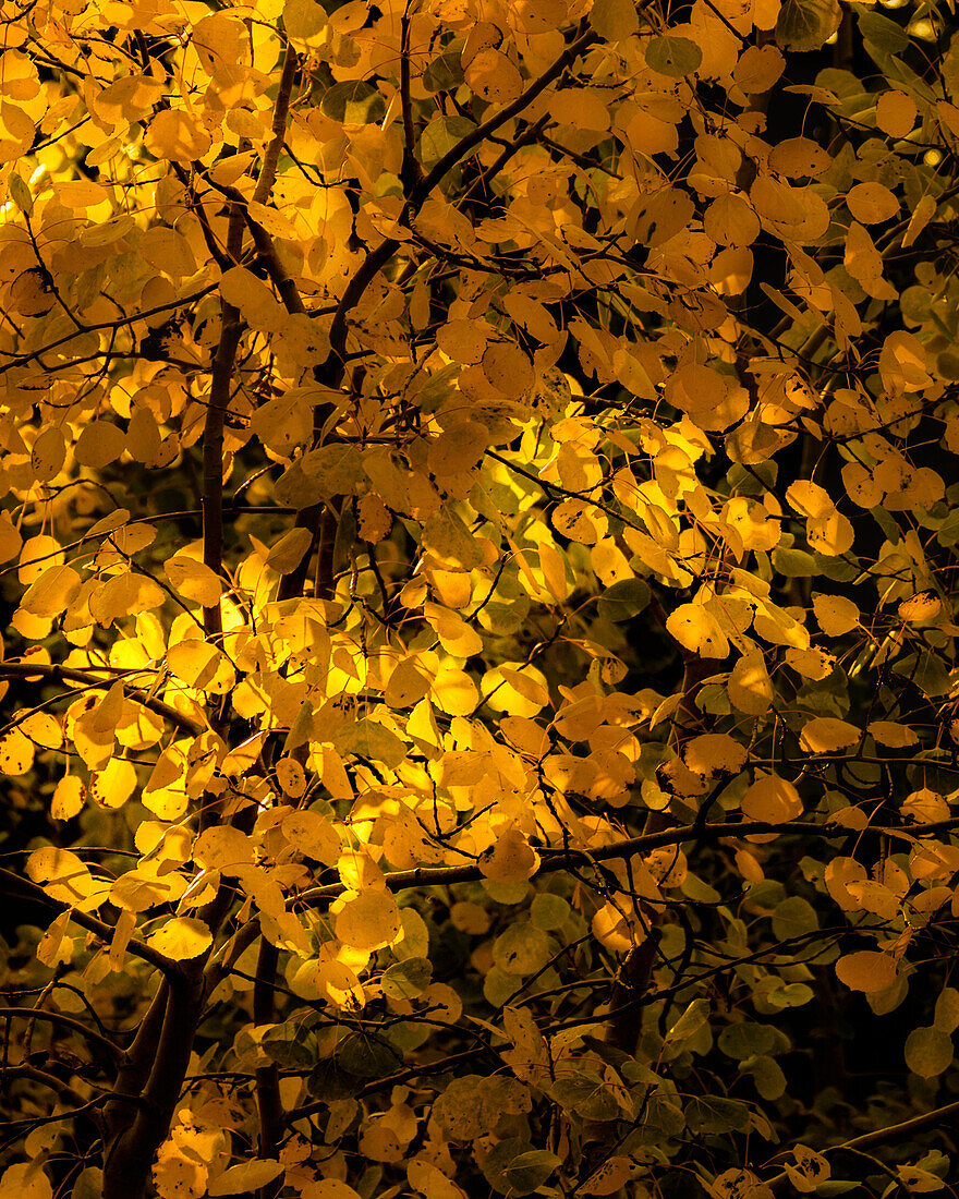 USA, Arizona, Flagstaff. Aspen tree leaves in at sunset