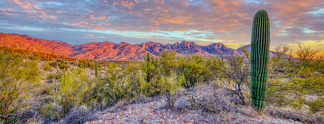 USA, Arizona, Catalina. Panoramic of sunset on desert and Catalina Mountains.