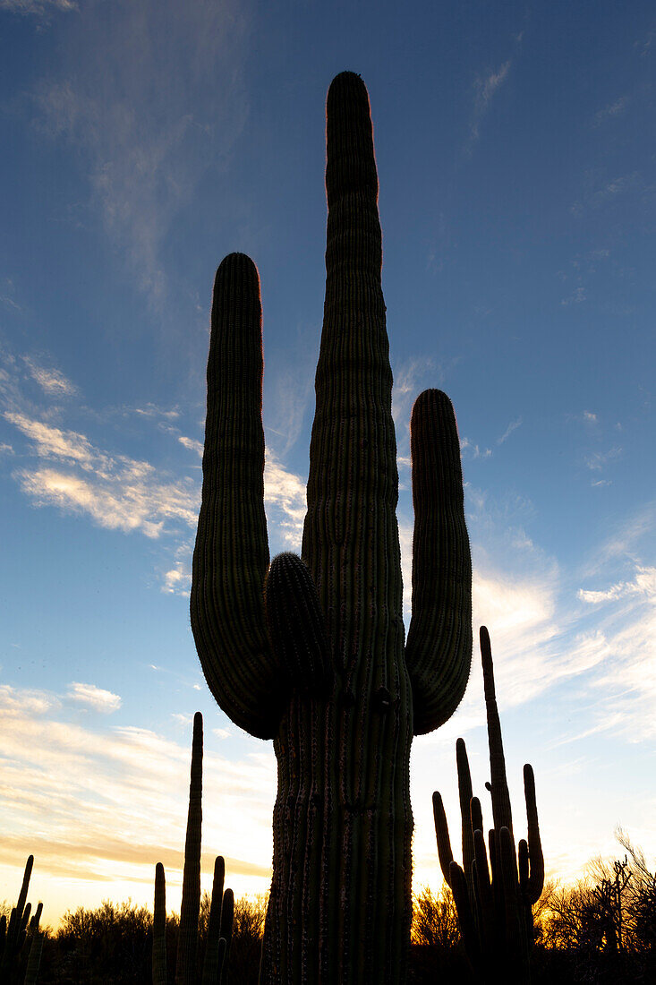 USA, Arizona, Catalina State Park, Saguaro-Kaktus, Carnegiea Gigantea. Riesige Saguaro-Kakteen zeichnen sich gegen die untergehende Sonne ab.