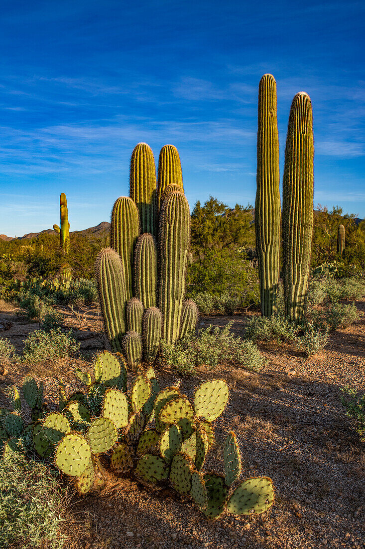 USA, Arizona, Tucson Mountain Park