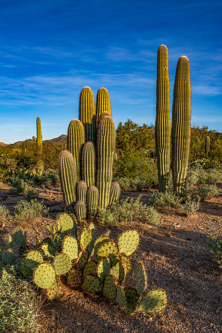 Usa, Arizona, Tucson Mountain Park