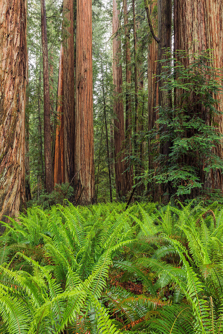 Farne unter riesigen Mammutbäumen, Stout Memorial Grove, Jedediah Smith Redwoods National and State Park, Kalifornien