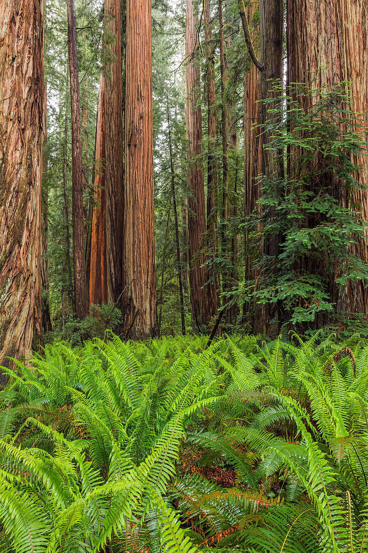 Ferns beneath giant redwood trees, Stout Memorial Grove, Jedediah Smith Redwoods National and State Park, California