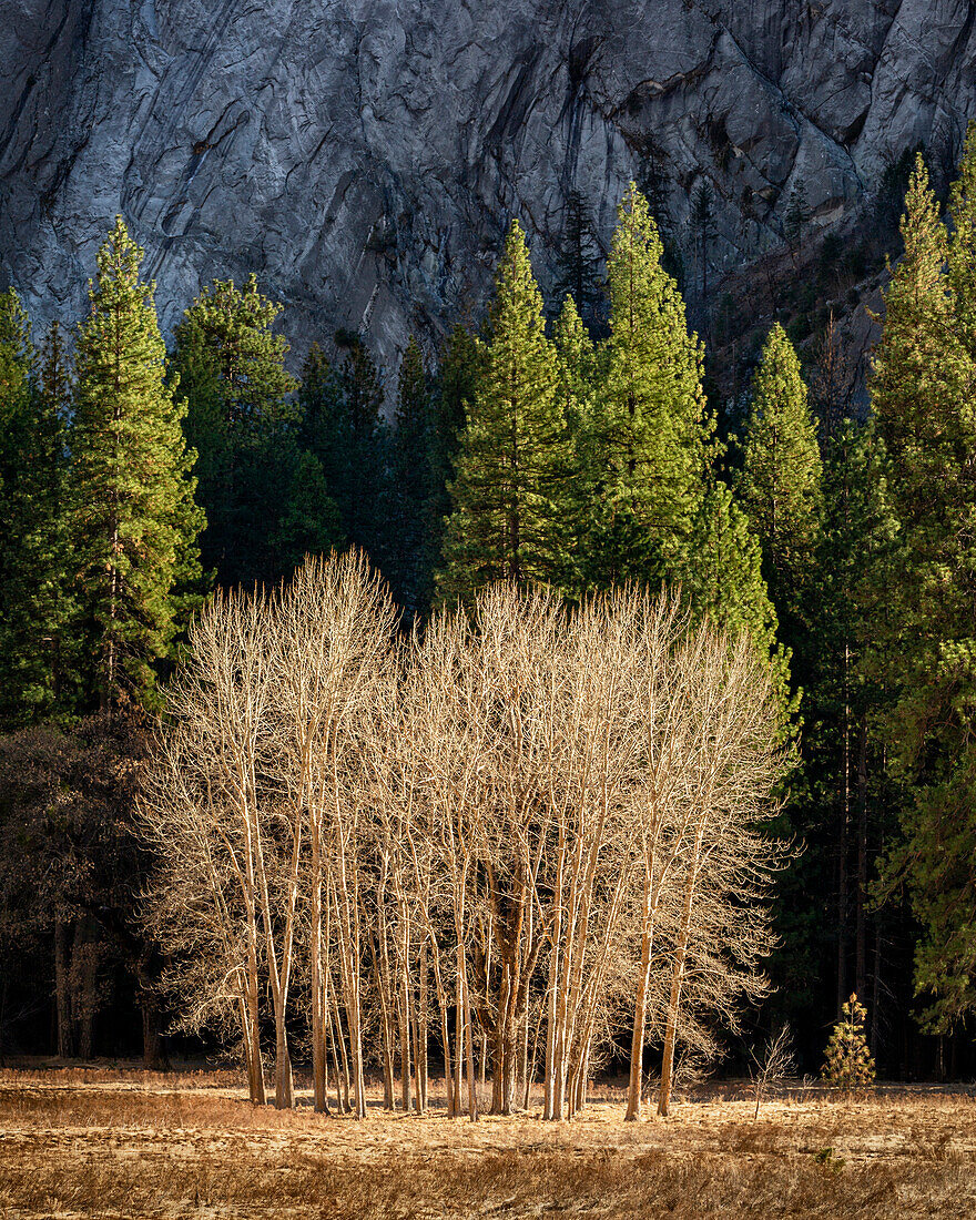 USA, California, Yosemite National Park, Ahwahnee Meadow cottonwood trees