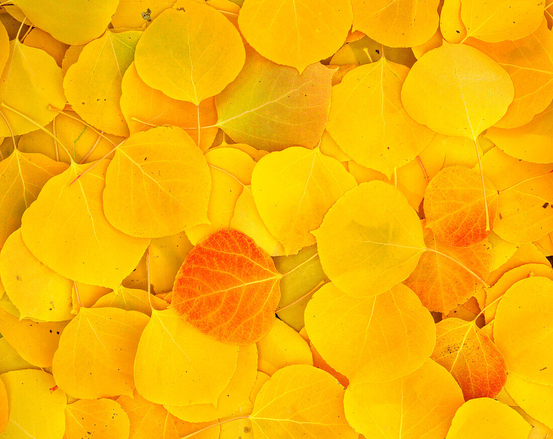 USA, California, Sierra Nevada Mountains. Fallen aspen leaves close-up