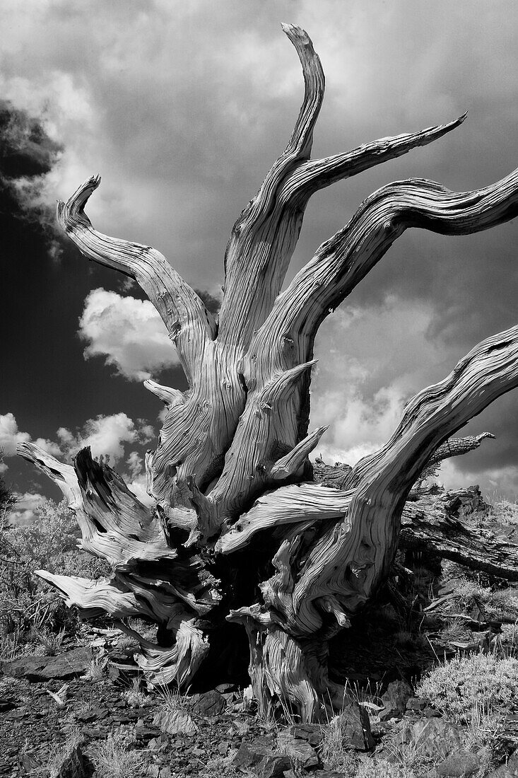 USA, California, White Mountains. Bristlecone pine tree in black and white