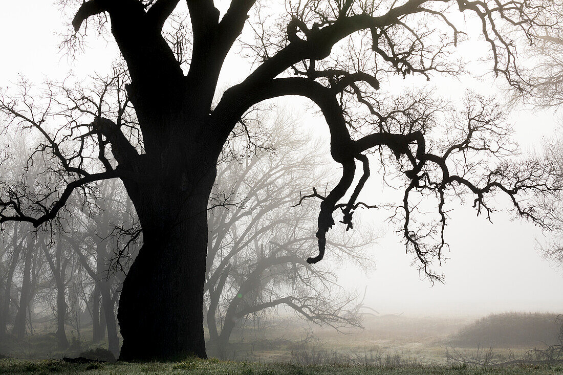 USA, California, Shell Creek. Silhouette of oak tree in fog