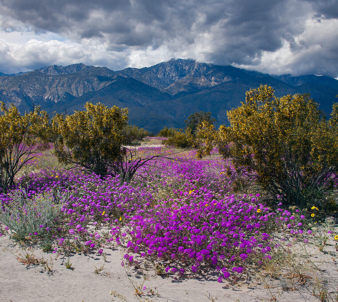 Wildflowers in Spring, Coachella Valle