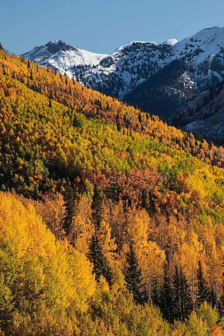 Herbst Espen am Berghang vom Million Dollar Highway in der Nähe von Crystal Lake, Ouray, Colorado