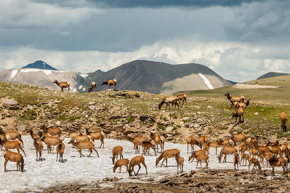 USA, Colorado, Rocky-Mountain-Nationalpark. Elchherde kühlt auf Schneefeld ab