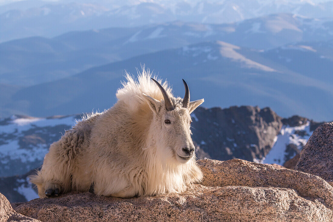 USA, Colorado, Mount Evans. Bergziege auf felsigem Aussichtspunkt