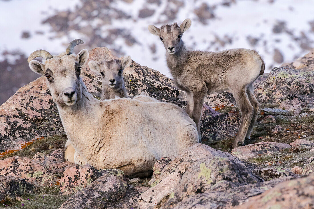 USA, Colorado, Mount Evans. Rocky Mountain Dickhornschaf Mutterschaf und Lamm ruhen