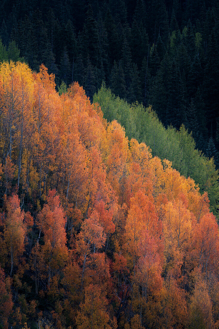 USA, Colorado, San-Juan-Berge. Herbstfarbene Espen am Berghang.