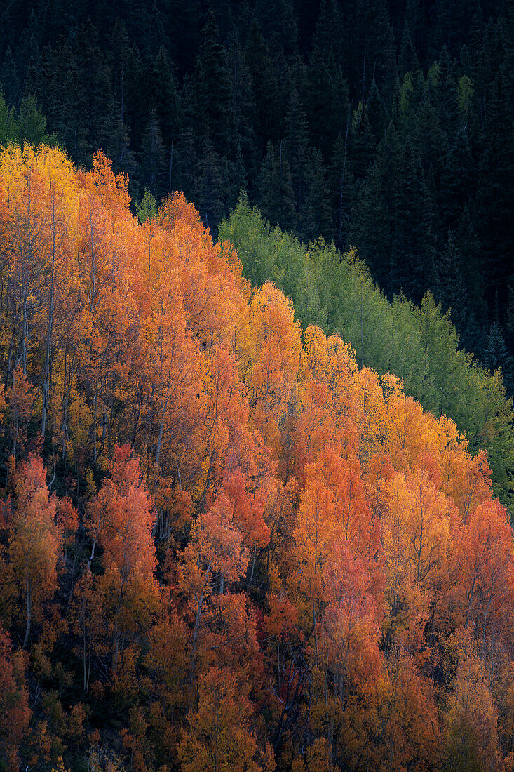 USA, Colorado, San Juan Mountains. Autumn-colored aspen trees on mountain slope.