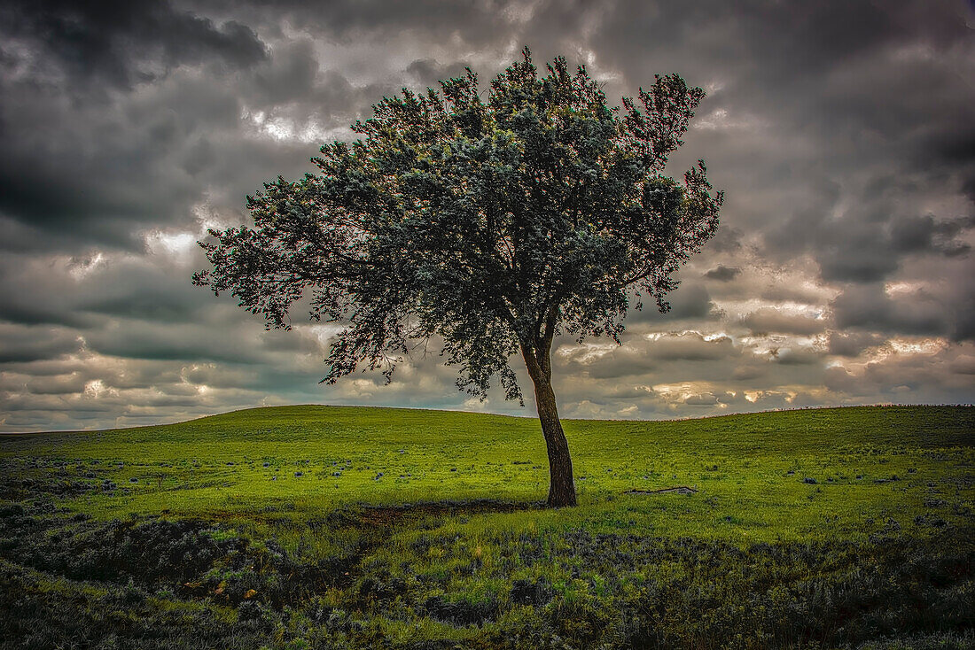 Einzelner Baum in den sattgrünen Flint Hills von Kansas