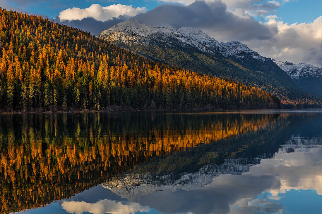 Berggipfel spiegeln sich im Herbst im Bowman Lake im Glacier National Park, Montana, USA
