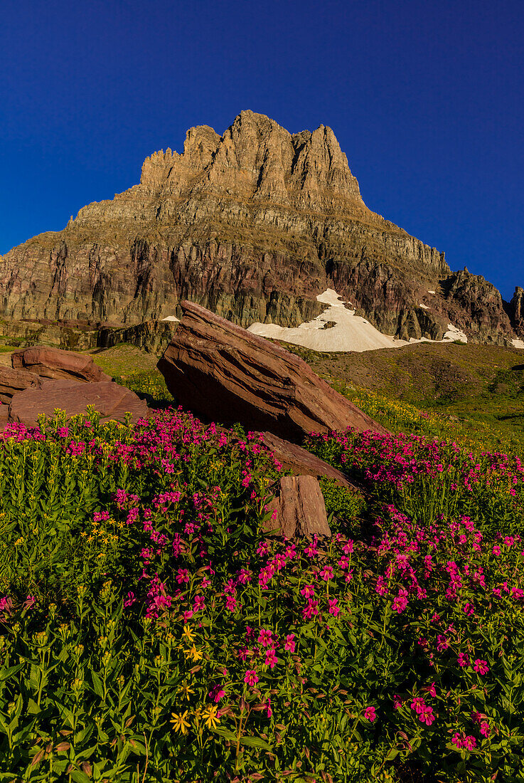 Alpine Wildblumen mit Mount Clements am Logan Pass im Glacier National Park, Montana, USA