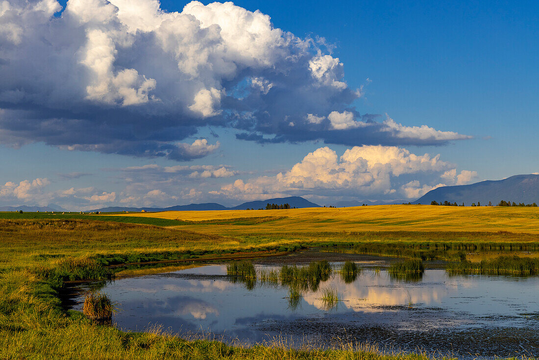 Wetlands pond in the Flathead Valley, Montana, USA