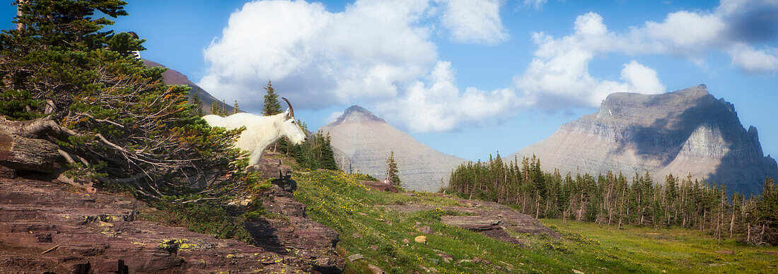 Bergziege am Hang. Glacier-Nationalpark, Montana, USA.