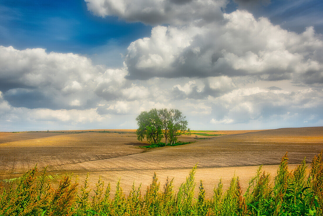 Baum mitten in einem gepflügten Feld