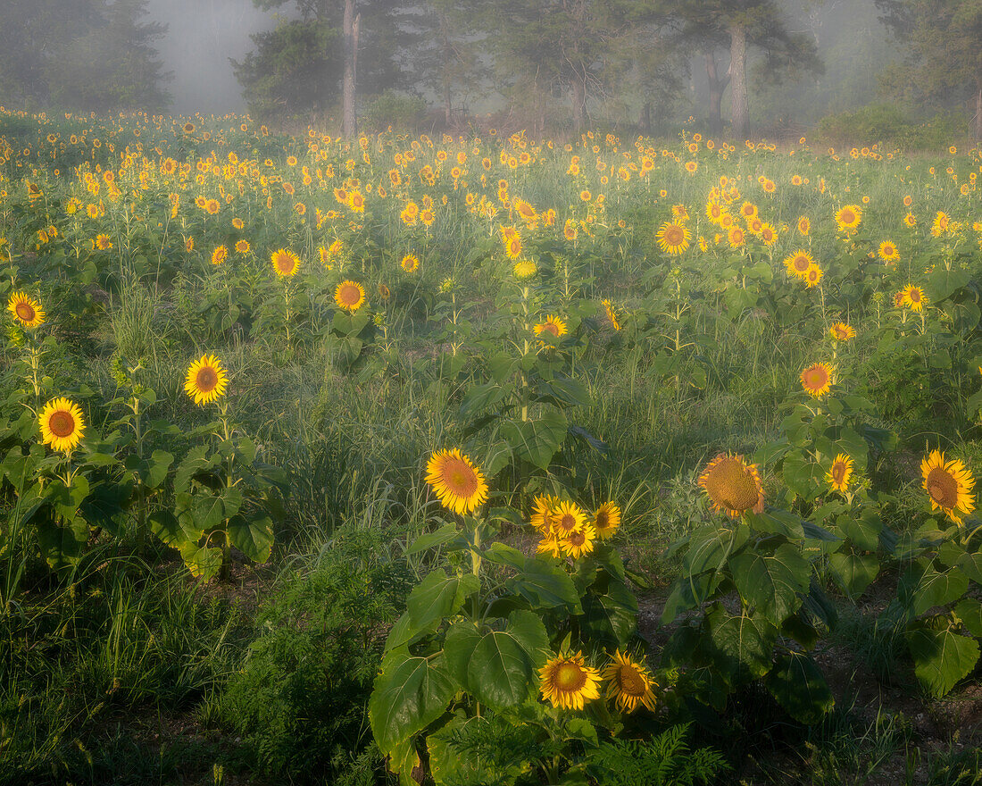 USA, New Jersey, Cox Hall Wildlife Management Area. Sunflowers in foggy meadow.