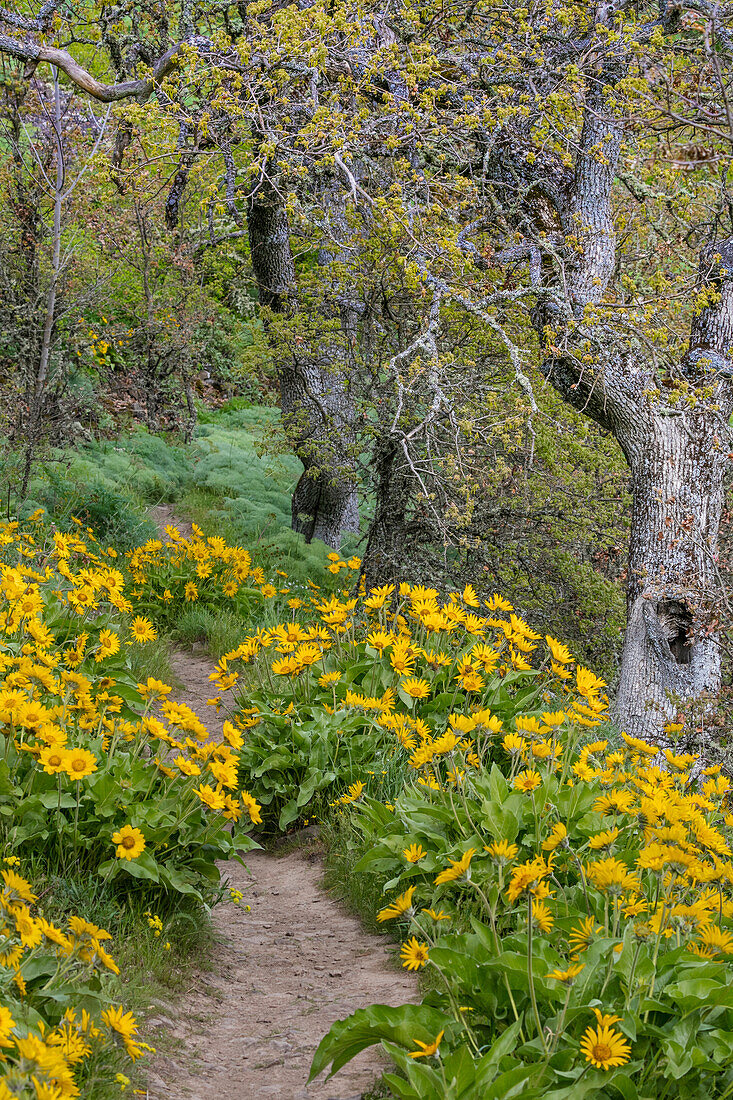 USA, Oregon, Tom McCall Nature Conservancy. Balsamroot flowers lining a trail