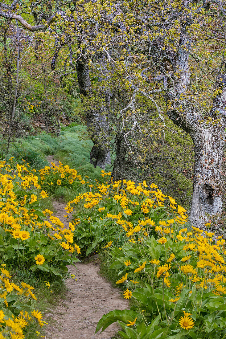 USA, Oregon, Tom McCall Nature Conservancy. Balsamwurzelblüten säumen einen Pfad