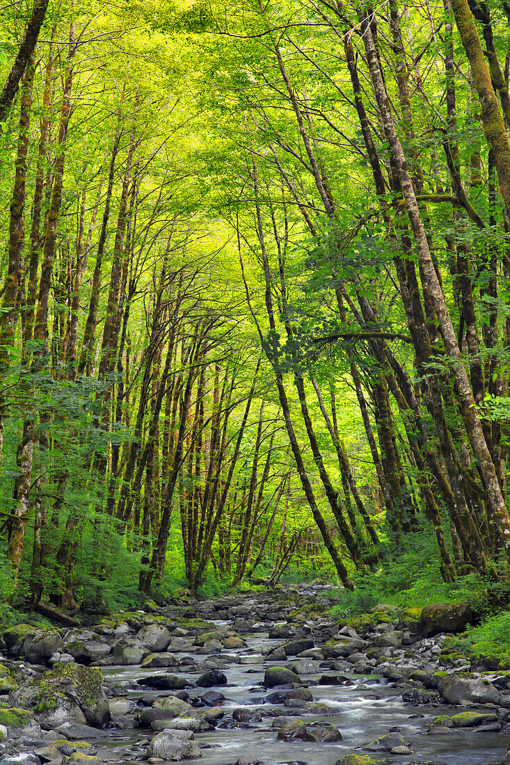 USA, Oregon. Malerisch mit Wald und Wilson River.