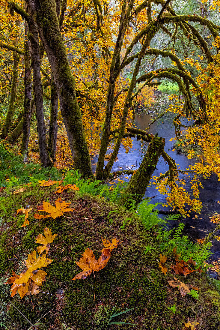 Bunte Herbstahorne entlang Humbug Creek in Clatsop County, Oregon, USA