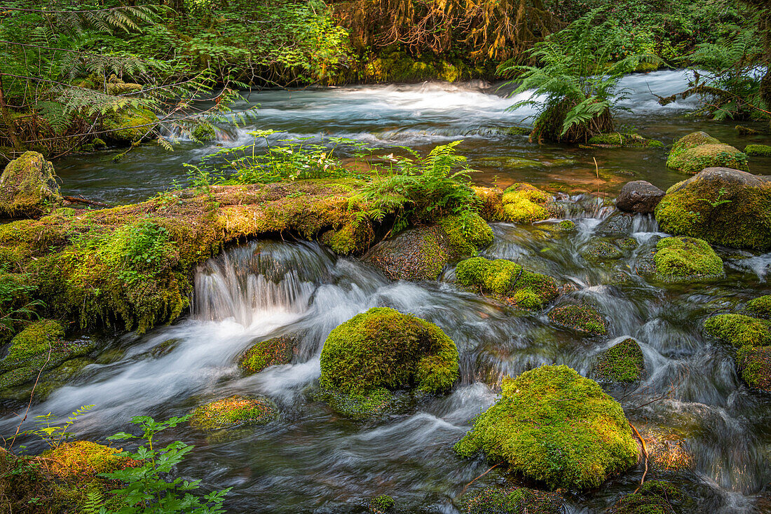 Kleiner Wasserfall ergießt sich über bemooste Felsen und Baumstämme in Olallie Creek in der Nähe von McKenzie River, Willamette National Forest, Cascade Mountains, Oregon.