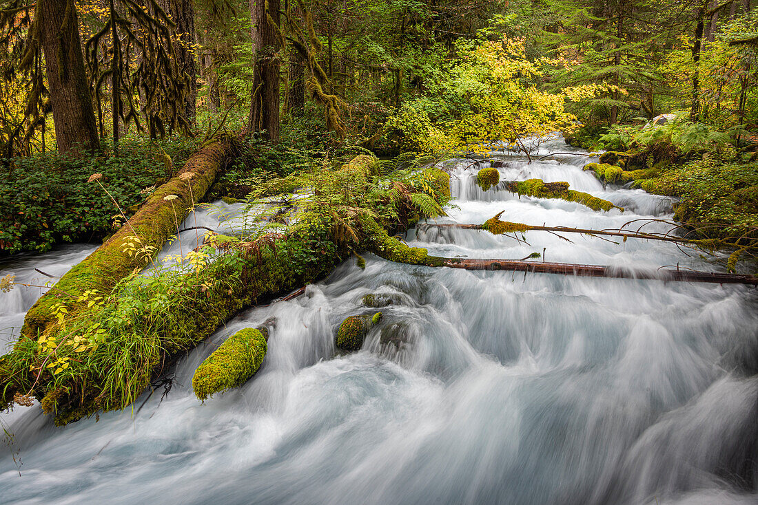 Wasserkaskaden über üppig bemoosten Baumstämmen in Olallie Creek in der Nähe von McKenzie River, Willamette National Forest, Cascade Mountains, Oregon.