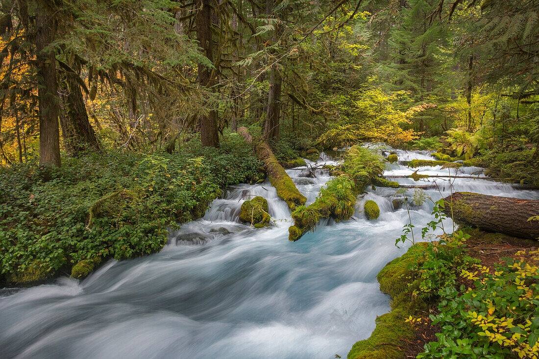 Rauschendes Wasser im unberührten Olallie Creek in der Nähe von McKenzie River, Willamette National Forest, Cascade Mountains, Oregon.