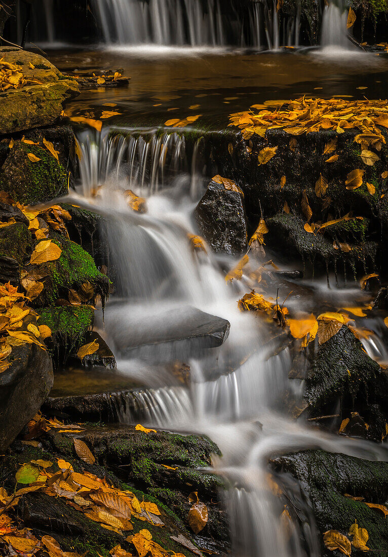 USA, Pennsylvania, Ricketts Glen State Park. Waterfalls cascade over rocks.