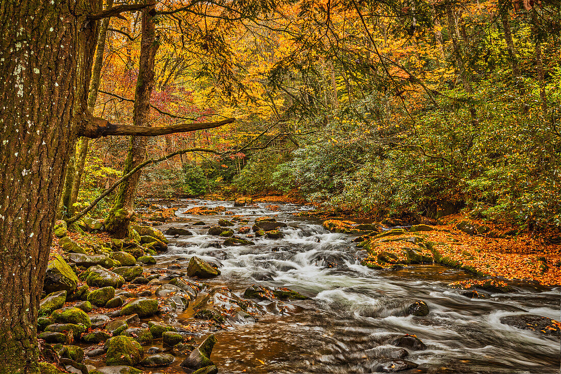 Great Smokey Mountains, Tennessee