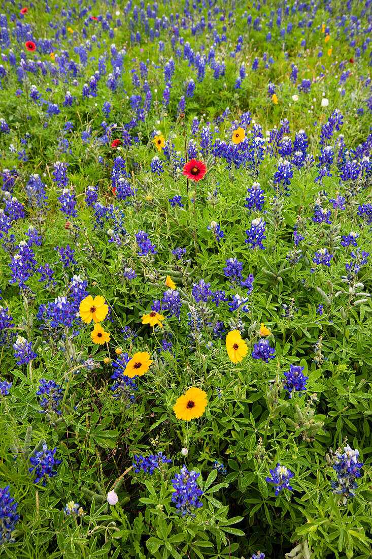 Wildblumen einschließlich Texas Bluebonnets (Lupinus texensis) und Slender Greenthread (Thelesperma simplicifolium)